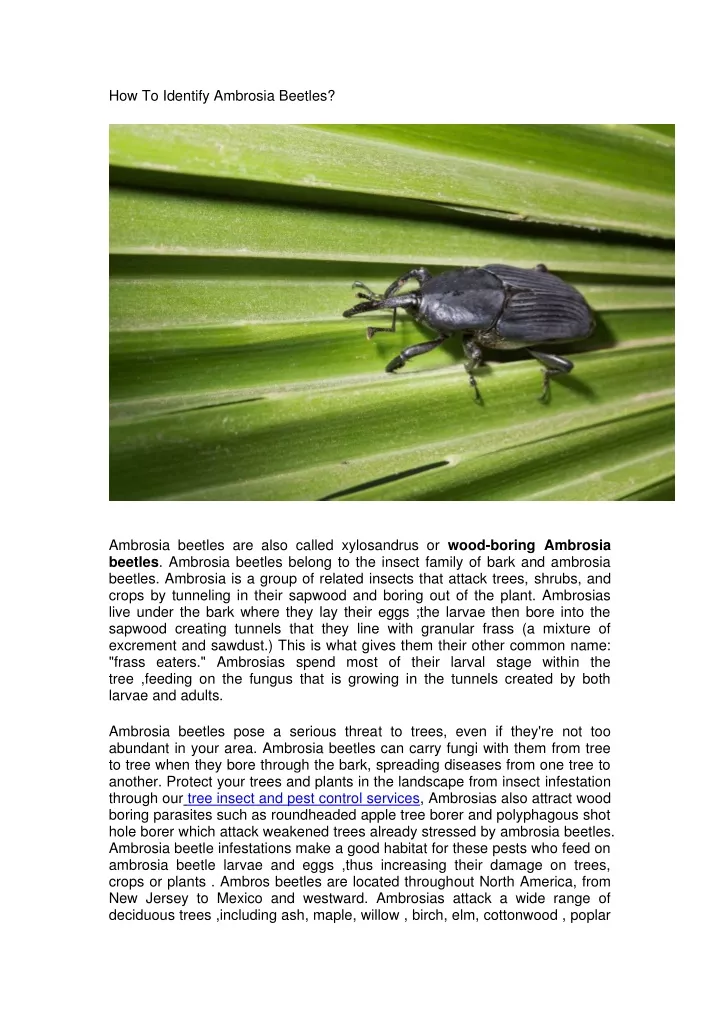 how to identify ambrosia beetles