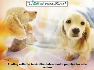 Finding reliable Australian labradoodle puppies for sale online