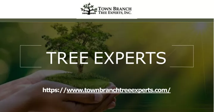 tree experts