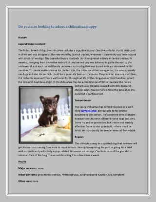 do you also looking to adopt a chihuahua puppy