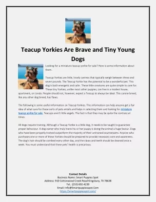 Teacup Yorkies Are Brave and Tiny Young Dogs