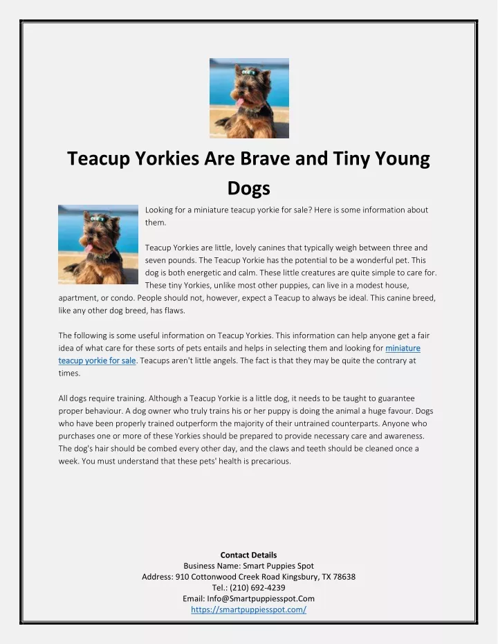 teacup yorkies are brave and tiny young dogs