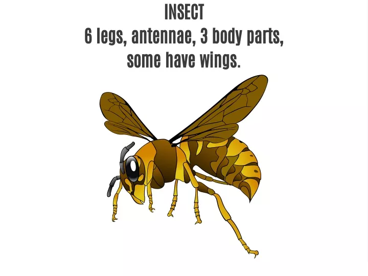 insect