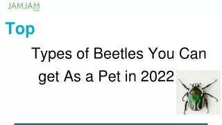 Top Types of Beetles You Can Get As a Pet in 2022