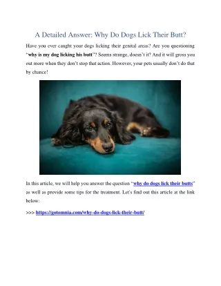A Detailed Answer: Why Do Dogs Lick Their Butt?