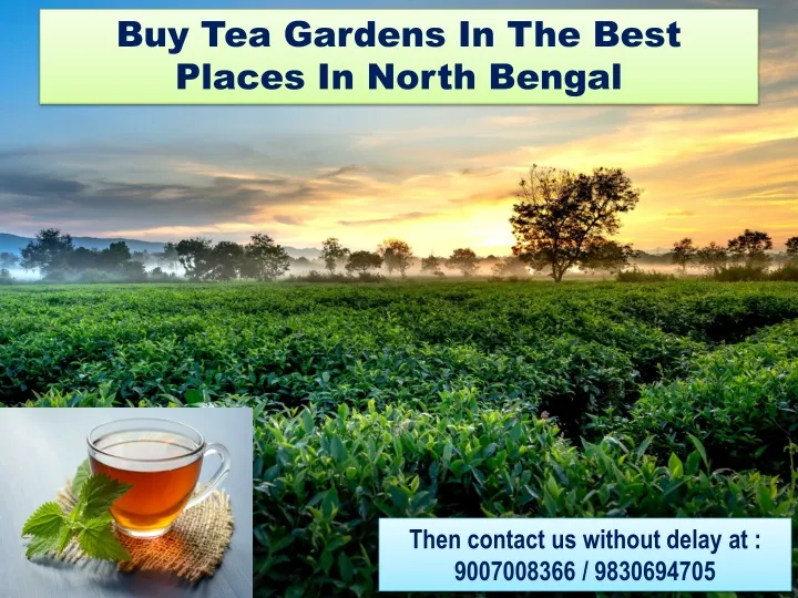 buy tea gardens in the best places in north bengal