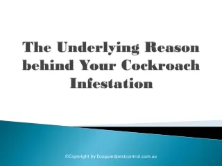 the underlying reason behind your cockroach infestation