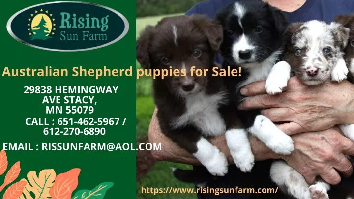 australian shepherd puppies for sale 29838