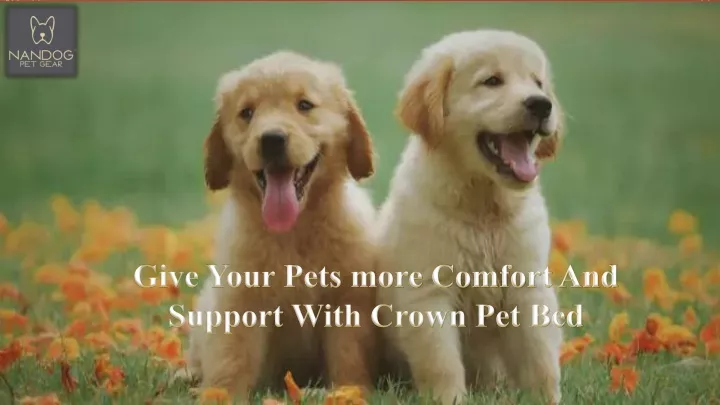 give your pets more comfort and support with