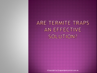 Are Termite Traps An Effective Solution?
