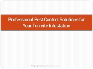 Professional Pest Control Solutions For Your Termite Infestation