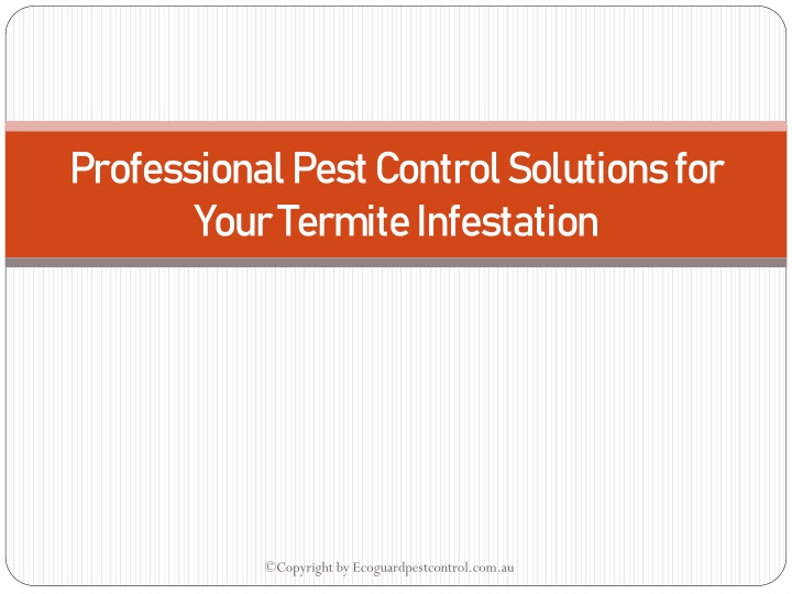 professional pest control solutions for your termite infestation