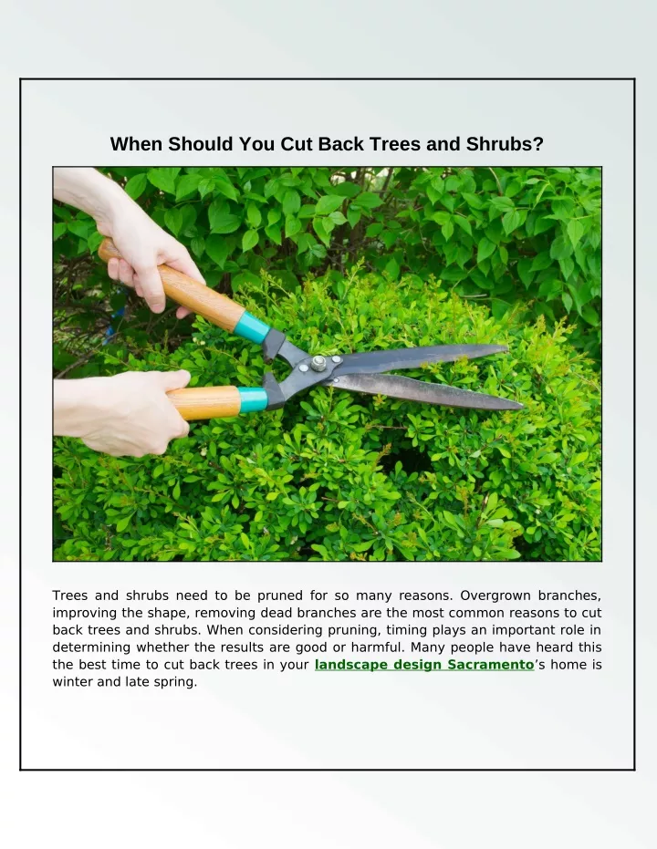 when should you cut back trees and shrubs