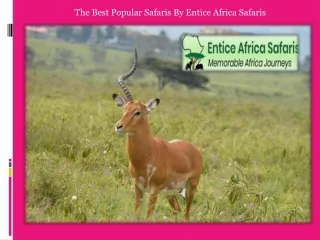The Best Popular Safaris By Entice Africa Safaris