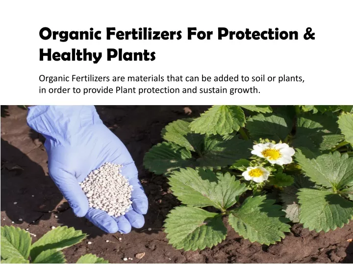 organic fertilizers for protection healthy plants