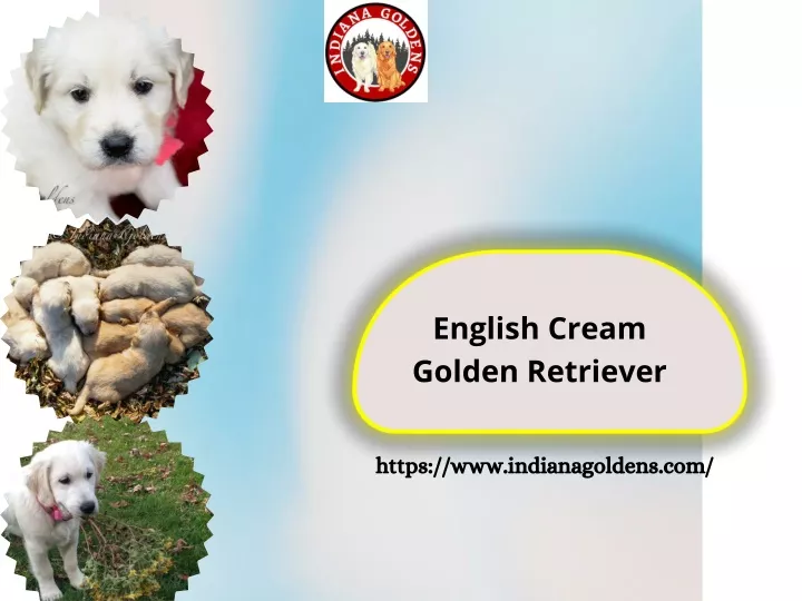english cream golden retriever