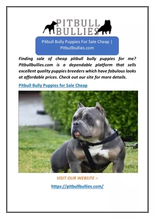 Pitbull Bully Puppies For Sale Cheap  Pitbullbullies.com