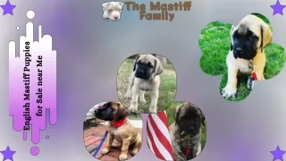Found a loveable English Mastiff Puppies for Sale near Me