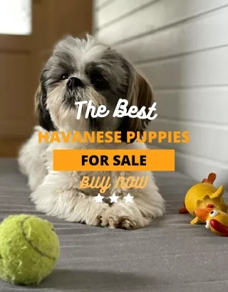 Havanese Puppies for Sale Near Me by Albright's Kennel