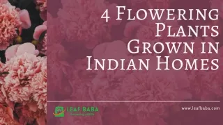 4 Flowering Plants Grown in Indian Homes