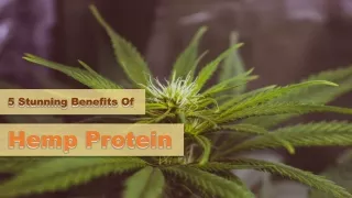 5 Stunning Benefits Of Hemp protein