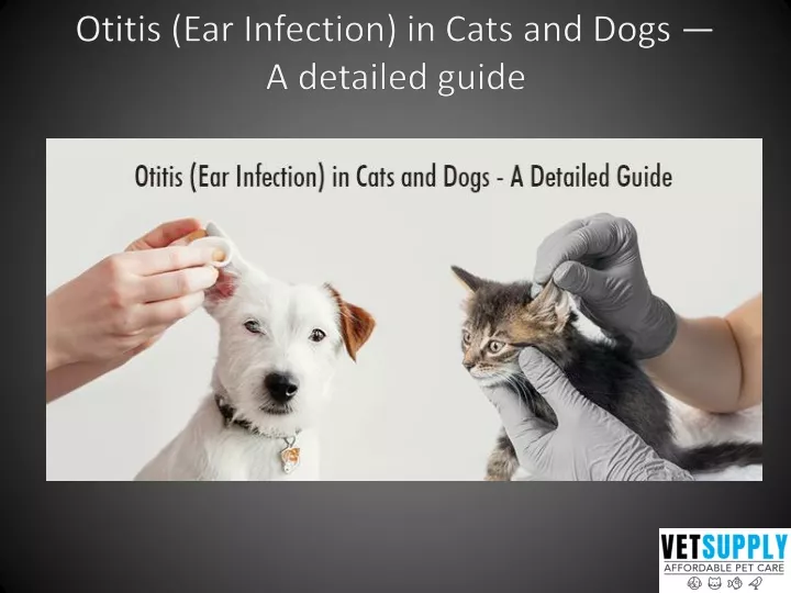 otitis ear infection in cats and dogs a detailed