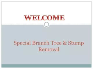 special branch tree stump removal