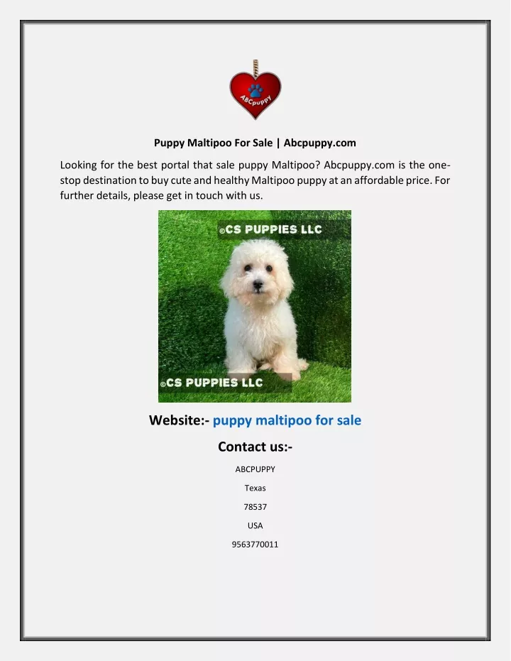 puppy maltipoo for sale abcpuppy com