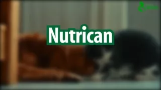 Nutrican Pakistan Premium Cat And Dog Food