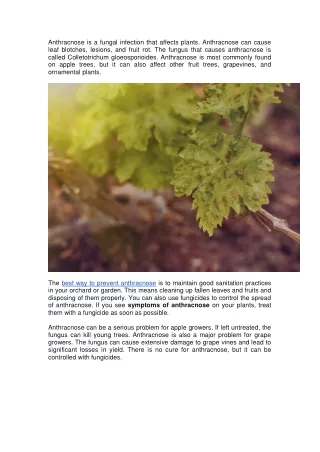 anthracnose is a fungal infection that affects