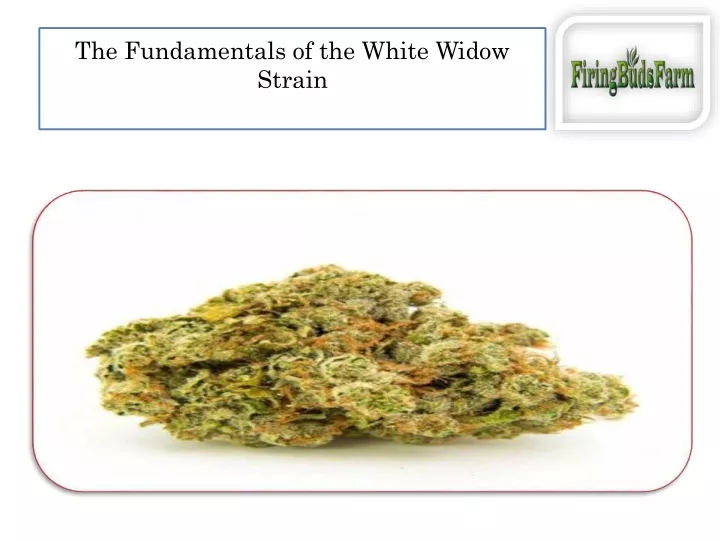 the fundamentals of the white widow strain