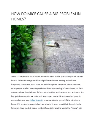 HOW DO MICE CAUSE A BIG PROBLEM IN HOMES