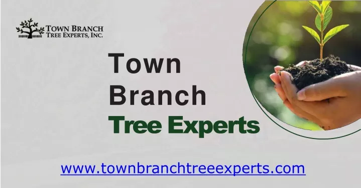 town branch tree experts