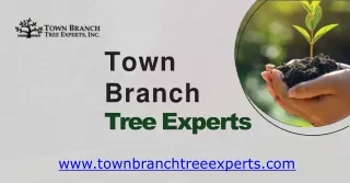 Best Town Branch Tree Experts in Lexington - Town Branch Tree Experts
