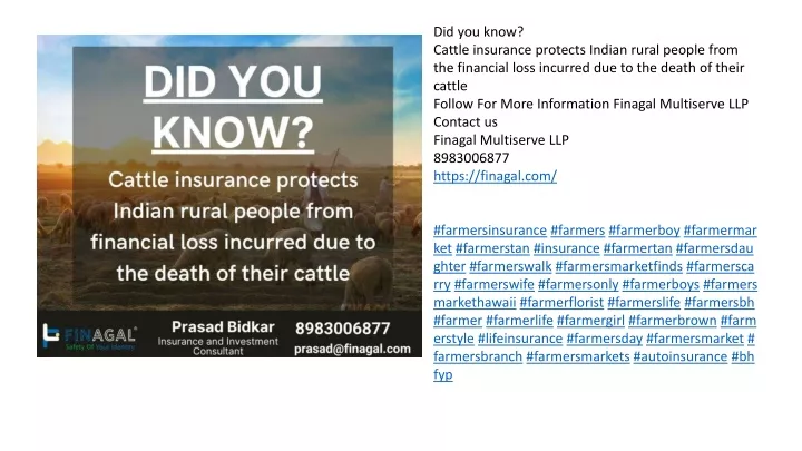 did you know cattle insurance protects indian