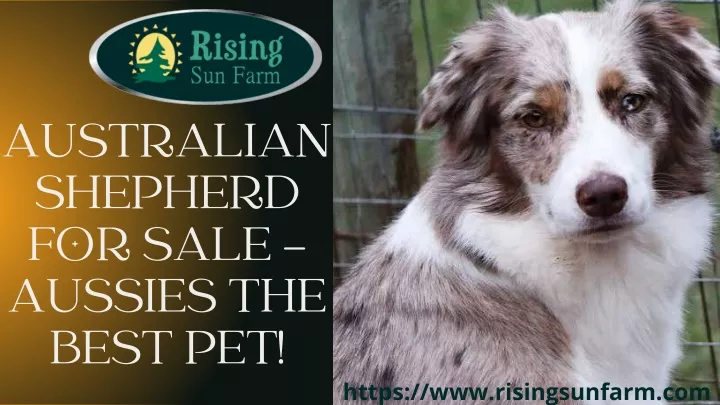 australian shepherd for sale aussies the best pet