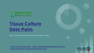 Tissue Culture Date Palm
