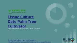 Tissue Culture Date Palm Tree Cultivator