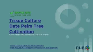 Tissue Culture Date Palm Tree Cultivation