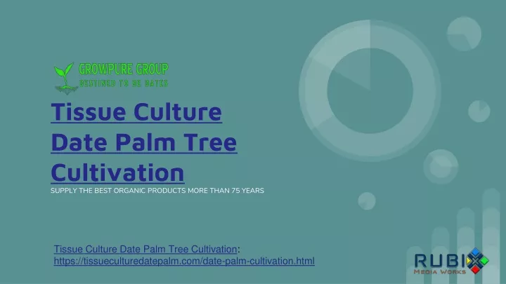 tissue culture date palm tree cultivation