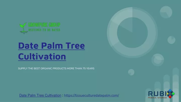 date palm tree cultivation