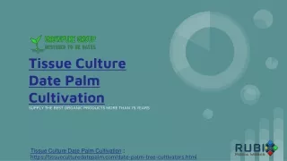 Tissue Culture Date Palm Cultivation