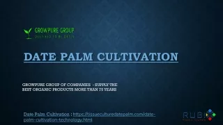 Date Palm Cultivation -Growpure Group of Companies