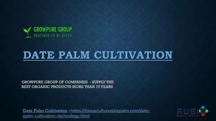 date palm cultivation
