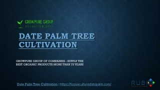 Date Palm Tree Cultivation - Growpure Group of Companies