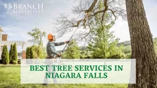 Best Tree Services in Niagara falls