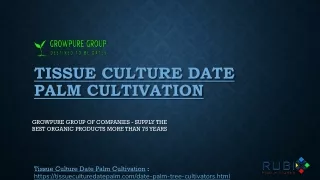 Tissue Culture Date Palm Cultivation  - Growpure Group of Companies