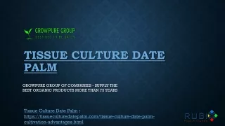 Tissue Culture Date Palm - Growpure Group of Companies