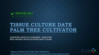 Tissue Culture Date Palm Tree Cultivator - Growpure Group of Companies
