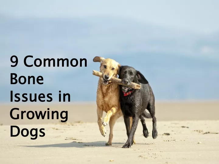 9 common bone issues in growing dogs